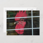 Huhn-Porträt Postkarte (Vorne/Hinten)