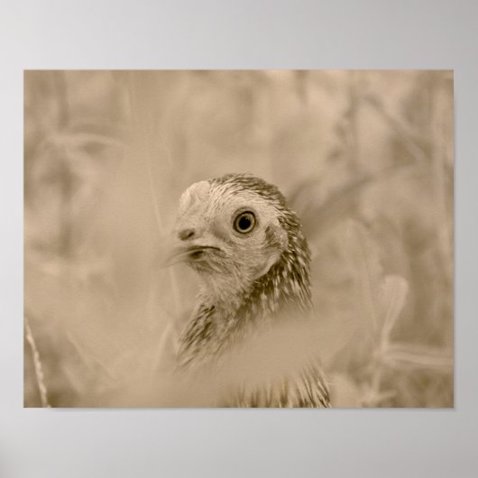 Huhn Poster (Vorne)