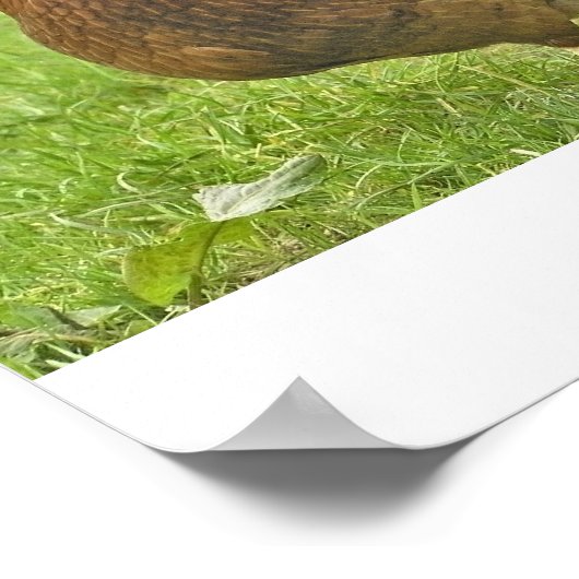 Huhn Poster (Ecke)