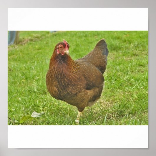 Huhn Poster (Vorne)