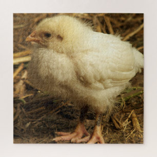 Huhn, Tier, Küken, Vogel, Bauernhof, süß, Puzzle, Puzzle