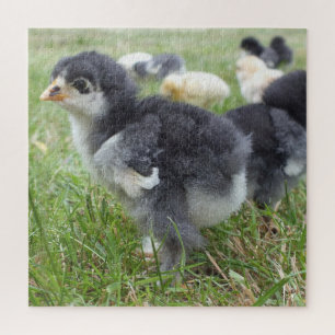 Huhn, Tier, Küken, Vogel, Bauernhof, süß, Puzzle, Puzzle