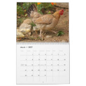 Hühnchen Henne Kalender (Mär 2027)