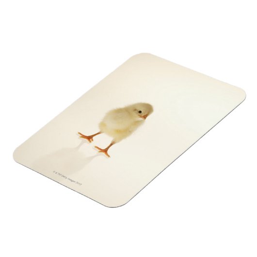 Hühnchen Magnet (Linke Seite)