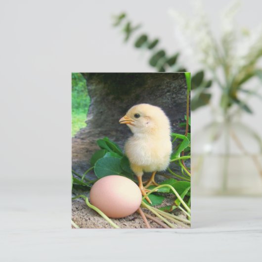 Hühnchen mit rosafarbenem Ei Postkarte (Stehend Vorderseite)