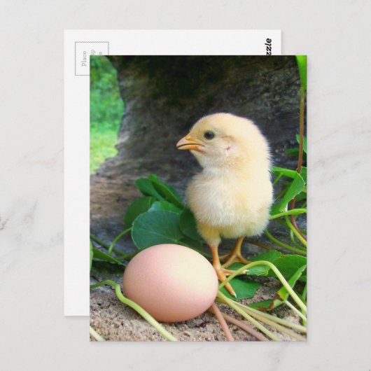 Hühnchen mit rosafarbenem Ei Postkarte (Vorne/Hinten)