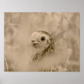 Hühnchen Poster (Vorne)