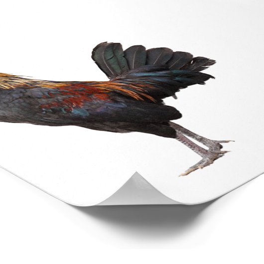 Hühnchen Poster (Ecke)