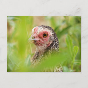 Hühnchen Postkarte