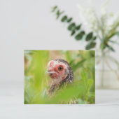 Hühnchen Postkarte (Stehend Vorderseite)