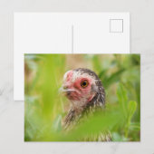 Hühnchen Postkarte (Vorne/Hinten)
