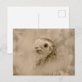 Hühnchen Postkarte (Vorne/Hinten)