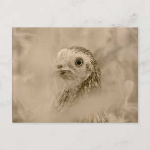 Hühnchen Postkarte