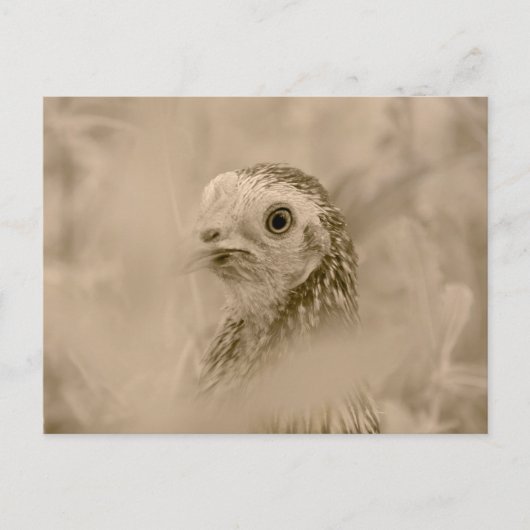 Hühnchen Postkarte (Vorderseite)