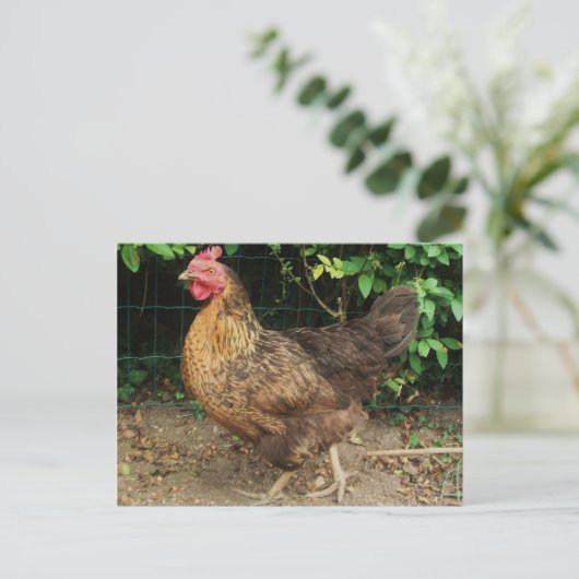 Hühnchen Postkarte (Stehend Vorderseite)
