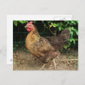 Hühnchen Postkarte (Vorne/Hinten)