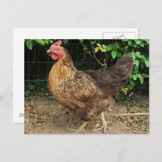 Hühnchen Postkarte (Vorne/Hinten)