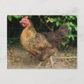 Hühnchen Postkarte (Vorderseite)