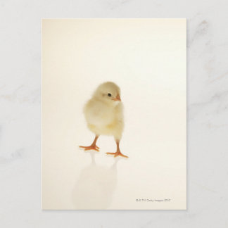 Hühnchen Postkarte