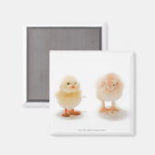 Hühnchen und Fake, mechanisch Magnet (Vorderseite/Rückseite)