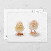 Hühnchen und Fake, mechanisch Postkarte (Vorne/Hinten)