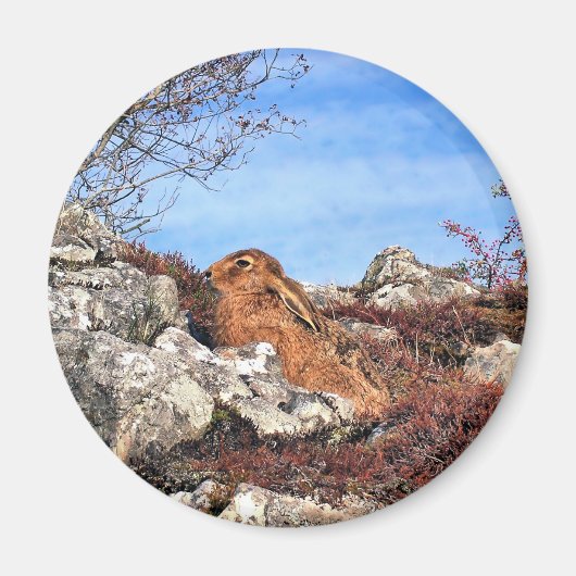 HÜHNE MAGNET (Vorne)