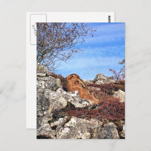 HÜHNE POSTKARTE (Vorne/Hinten)