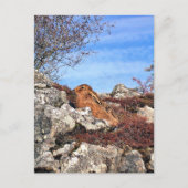 HÜHNE POSTKARTE (Vorderseite)