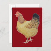 Hühner 2012 postkarte (Vorne/Hinten)