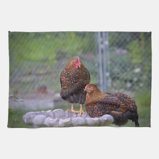 Hühner auf Birdbad Küchentücher (Horizontal)