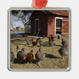 Hühner auf dem Gelände nahe des Hühnerstalls Clibu Ornament Aus Metall