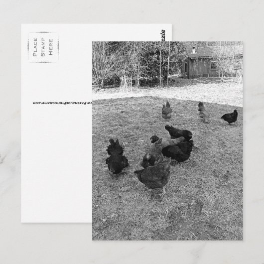 Hühner auf der Barn Yard Postkarten (Vorne/Hinten)