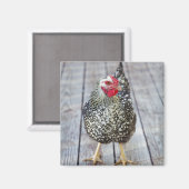 Hühner auf Holzdeck, Silver Laced Wyandotte Magnet (Vorderseite/Rückseite)