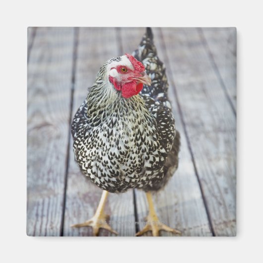 Hühner auf Holzdeck, Silver Laced Wyandotte Magnet (Vorne)