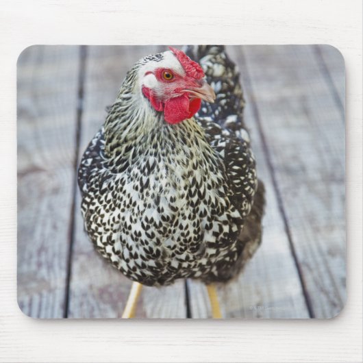 Hühner auf Holzdeck, Silver Laced Wyandotte Mousepad (Vorne)