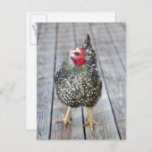 Hühner auf Holzdeck, Silver Laced Wyandotte Postkarte (Vorne/Hinten)