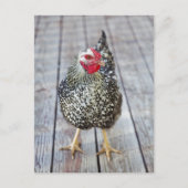 Hühner auf Holzdeck, Silver Laced Wyandotte Postkarte (Vorderseite)