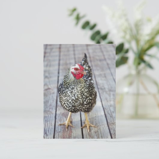 Hühner auf Holzdeck, Silver Laced Wyandotte Postkarte (Stehend Vorderseite)