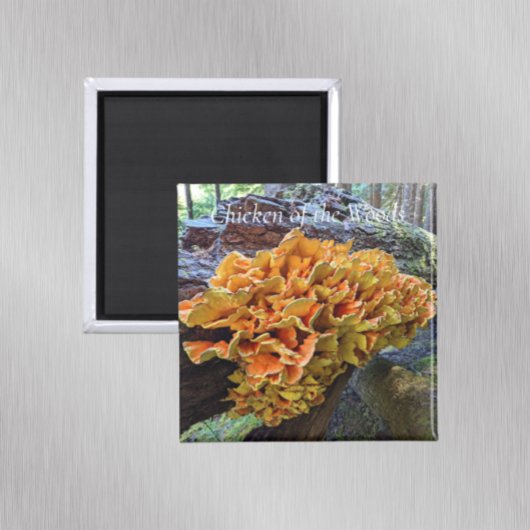 Hühner des Wald Pilz-Fotos Magnet