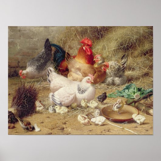 Hühner, die mit ihren Hühnern wurzeln Poster (Vorne)