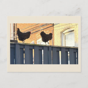 Hühner Foto Postkarte