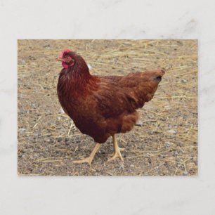 Hühner-Foto-Postkarte Postkarte