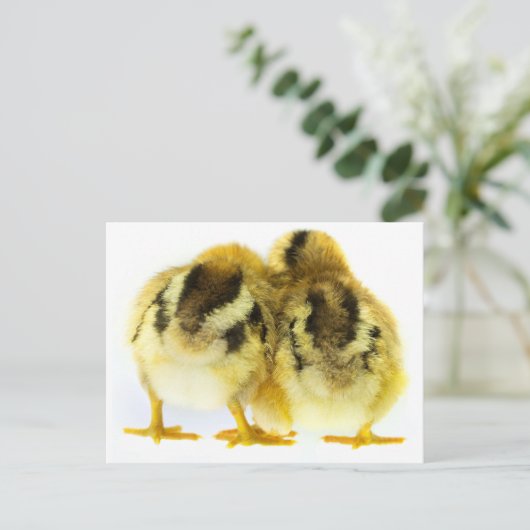 Hühner-Hintern Postkarte (Stehend Vorderseite)