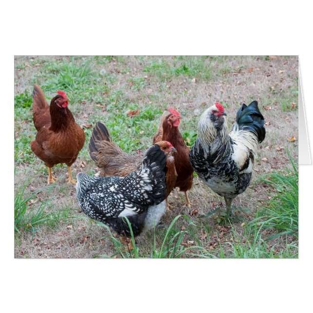 Hühner im Yard (Vorderseite (Horizontal))