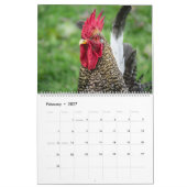 Hühner Kalender (Feb 2027)