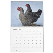 Hühner Kalender (Jan 2027)