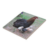 Hühner, Küken, Küken, Tiere, Vögel, Fliese (Seite)
