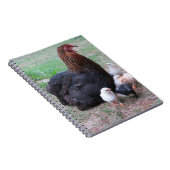 Hühner, Küken, Küken, Tiere, Vögel, Notizblock (Rechte Seite)