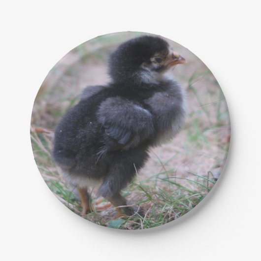 Hühner, Küken, Küken, Tiere, Vögel, Pappteller (Vorderseite)