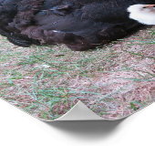 Hühner, Küken, Küken, Tiere, Vögel, Poster (Ecke)